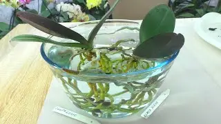 Where do orchid roots grow best? The best soil for orchids - bark or expanded clay?