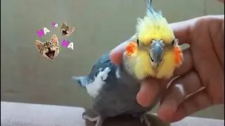 Cockatiel Bird Funny Video | Talking Cockatiel Parrot Enjoying | Happy Cockatiel Bird #cockatiel