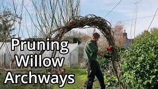 Pruning Willow Arches (2024)