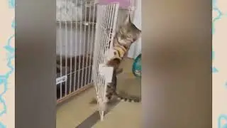 😁Hilarious cat races