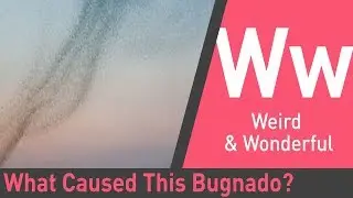 What Caused This Bug Tornado? | Strangest Weather on Earth