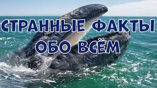 СТРАННЫЕ ФАКТЫ ОБО ВСЁМ