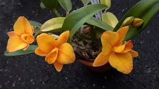 Цветение орхидей в феврале.  Первое цветение орхидеи Laelia rubescens, Целогина кристата другие.