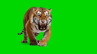 Tiger walking on road green screen no copyright | Animal green screen no copyright