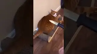 котобес
