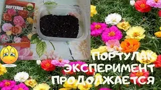 Портулак (PORTULACA) не огородный  в домашних условиях. Мой эксперимент продолжается