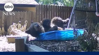 California bear cools off in backyard wading pool