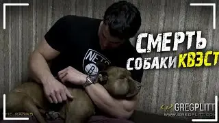 СМЕРТЬ СОБАКИ КВЕСТ ГРЕГ ПЛИТТ ПРО ЭТО...