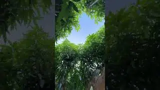 Raw vegan growing mango trees