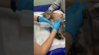 Визит к ветеринару 😸 