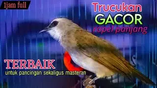 trucukan gacor ropel panjang SANGAT BAGUS untuk masteran sekaligus pancingan trucuk setengah jadi