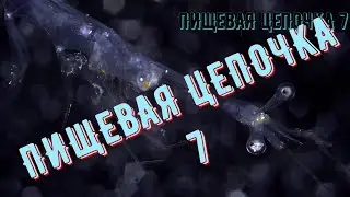 Пищевая цепочка 7 Продолжение.