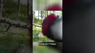 Неожиданное поведение дятлов: Восстание против технологий! 