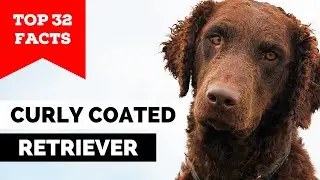 99% of Curly Coated Retriever Owners Dont Know This