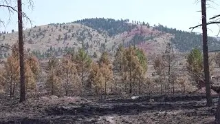 National forests in Montana receive funding to expand work to confront the wildfire crisis