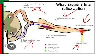 The reflex action