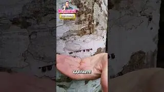 Невероятное дерево! 😰🩸