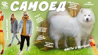 SAMOED (all about the breed). Pros and cons. HOW TO CHOOSE A DOG BREED?