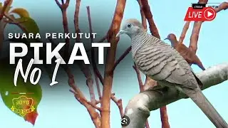 Perkutut lokal gacor RAJA PIKAT ahlinya bikin  burung perkutut nyambar