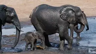 Water, sun and mud. Paradise for elephants calfs