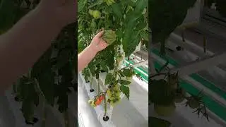 Фитофтороз. Как избавиться от фитофторы томатов. Лучший способ с фитофторой. Профилактика фитофторы.