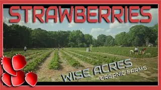 Strawberries at Wise Acres Organic Farms