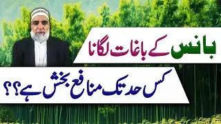 Feasibility of Bamboo in Punjab Pakistan || Crop Reformer