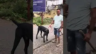 Check how CANE CORSO PLAYS WITH ITS OWNER …