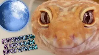 КАК ЭУБЛЕФАР НАНА ГОТОВИТ СЕБЯ КО СНУ ДНЕМ / НАВОРАЧИВАЮ КРУГИ TIMELAPSE