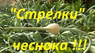 "Стрелки" чеснока !!! Что это и зачем их срезать.