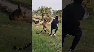 Tiger Attack on Dog 😰| Nouman Hassan |