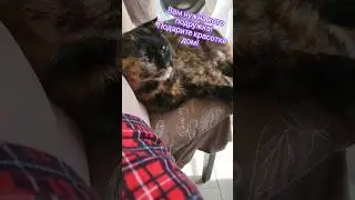 Нужен дом. находится киса в Пятигорске. Переезд в другой город возможен. 
