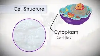 Anatomy and Physiology of the Human Cell in 7 Minutes!