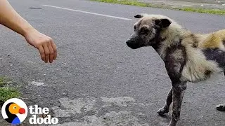 Hyena-Looking Dog Grows The Most Lucious Coat | The Dodo