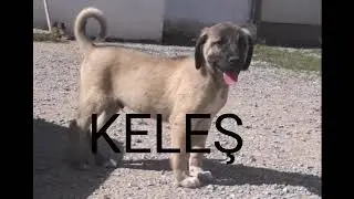 KANGAL İSİMLERİ ( YAVRU KANGAL )