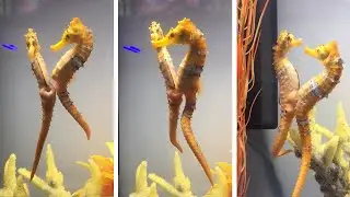 Loved-Up Sea Horses Mate Together