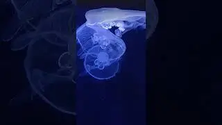 What happens if a jellyfish bites you. 😮 [EXPLAINED]