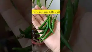 how to grow green chilli in pot 