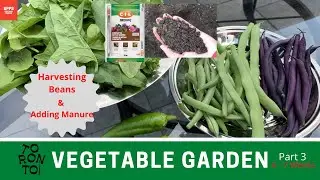 Backyard Vegetable Garden in Toronto - Part 3 (6-7 Weeks) - Harvesting Beans and Adding Manure