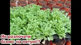 Як розпочати бізнес на петунії?