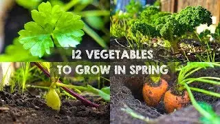 12 Vegetables You Should Grow in Spring