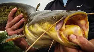 НАЖИВКУ ПОД НОС, Ловля сома на квок, Catfish, Сом