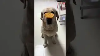 Hashbrowns on the nose.