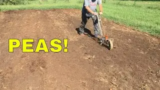 🌞FALL GARDENING 😜 PLANTING SOUTHERN PEAS (2019) 🍽️