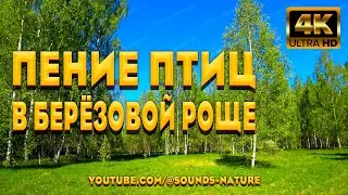 Душевное Пение Лесных Птиц В Берёзовой Роще - Погрузит Вас В Волшебный Мир Звуков Природы.