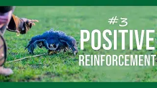 Positive Reinforcement | Schedules of Reinforcement | Bird Training for Beginners #3