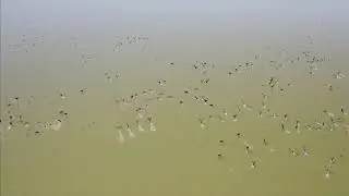 Миграция гуся в Омской области. Скоро большой ролик.