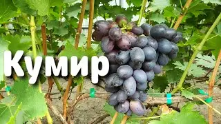 Кумир - гибридная форма Калугина В.М.