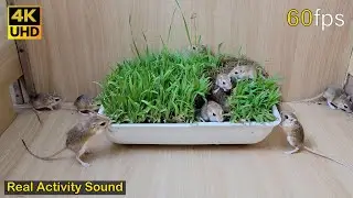 Cat TV mouse grabbing wheat grass, squabble, squeaking & playing for cats to watch | 8 hour 4k UHD