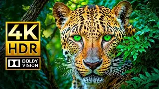 THE CHARMING BEAUTY OF ANIMALS 4K HDR | with Cinematic Sound (Colorful Animal Life)